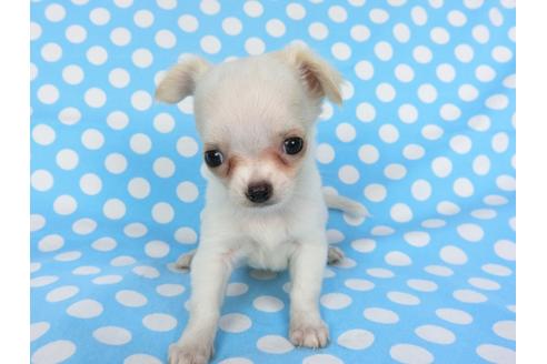 成約済の千葉県のチワワ(ロングコート)-98487の10枚目